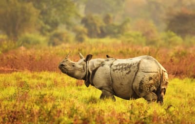 Kaziranga Tour Package