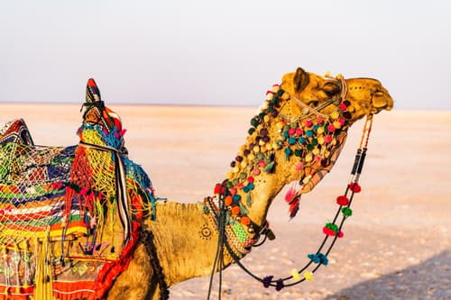 Desert Festival 2025