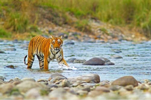 Jim Corbett Tour Package