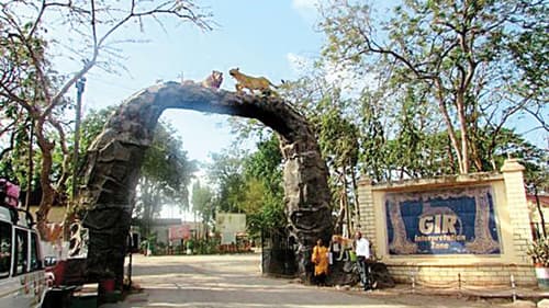 Gujarat Wildlife Tour: Explore Nature's Majestic Beauty!