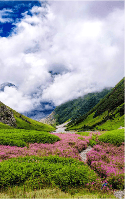 Uttarakhand Bliss: 7N Tour to Valley of Flowers & Hemkund Sahib