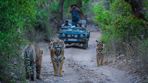 Rajasthan's Rich Heritage:  7 Days 6 Nights Jaipur-Ranthambore-Kota Tour Package