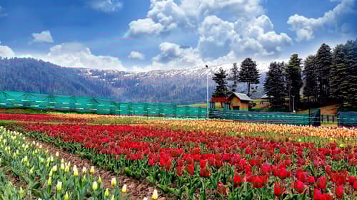 Patnitop Tourist Places: A serene hill station of natural beauty and adventure