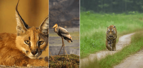 Top 5 wildlife sanctuaries in Rajasthan