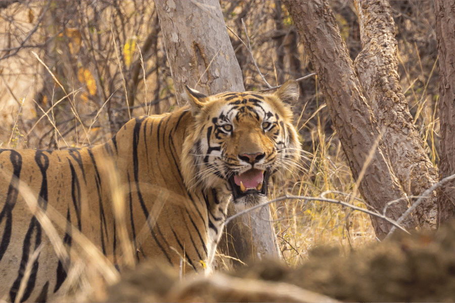 Tadoba Top Tourist Places