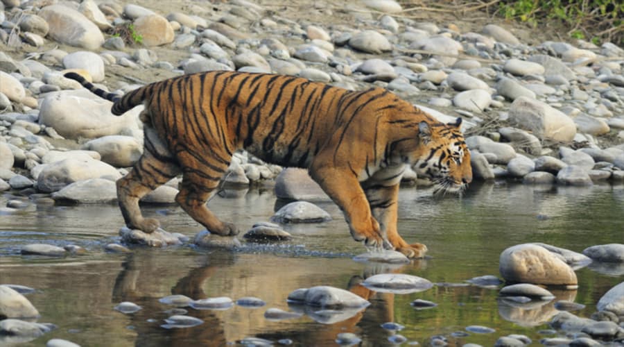 Wildlife Sanctuaries In Andhra Pradesh