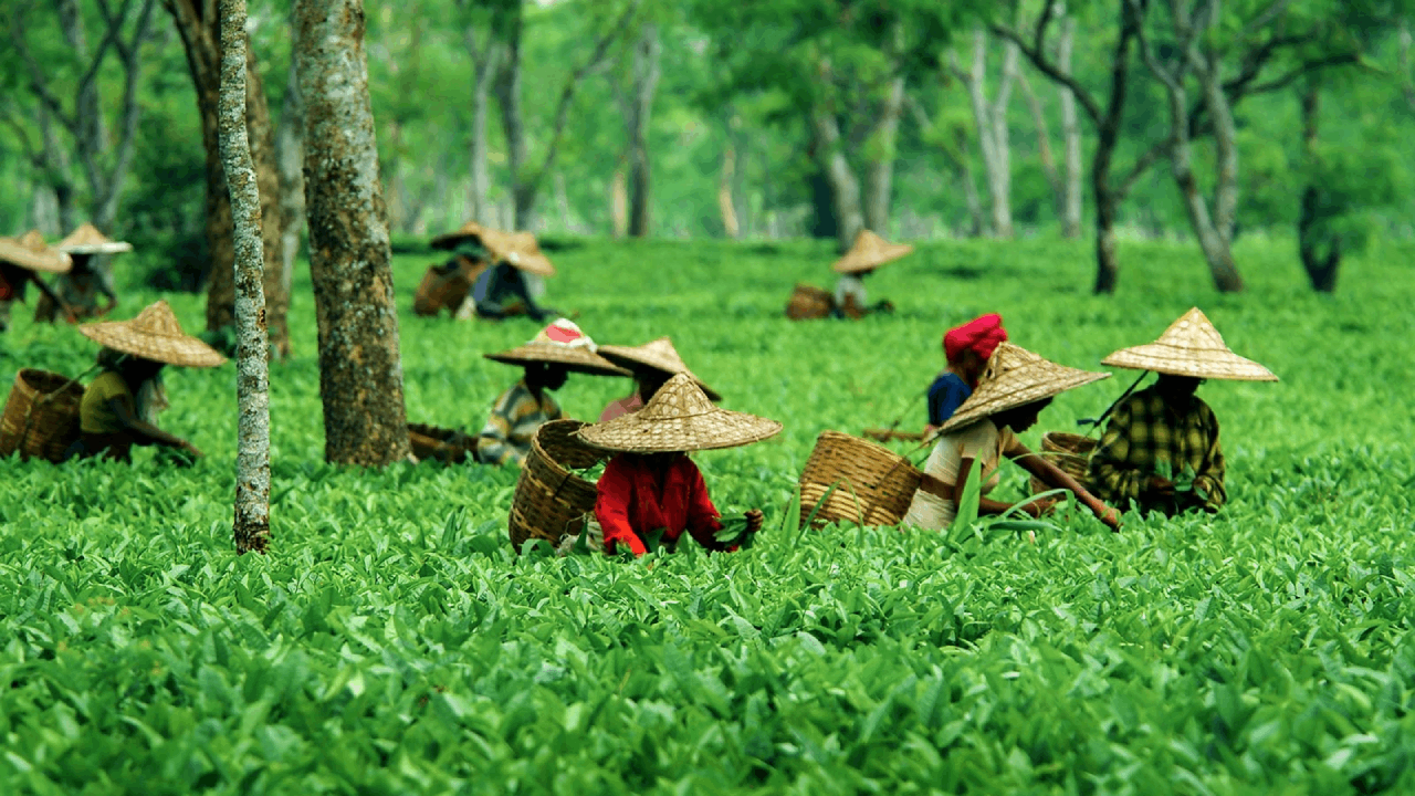 Assam Tourist Places